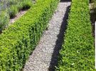 Box Hedge Treatment Image 6