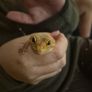 leopard gecko and enclosure Image 3