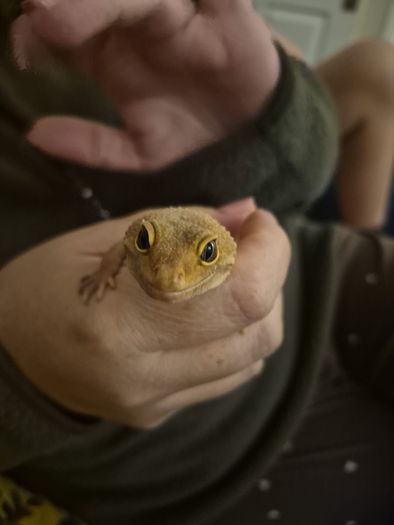 leopard gecko and enclosure