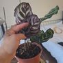 plants Image 4