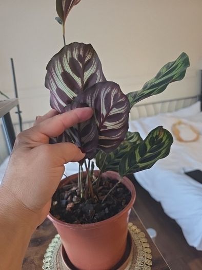 plants