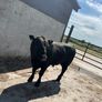 Pedigree Angus bull Image 4