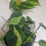 Philodendron Scandens Brasil - Heartleaf Philodendron Image 2