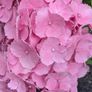 Hydrangea Image 2