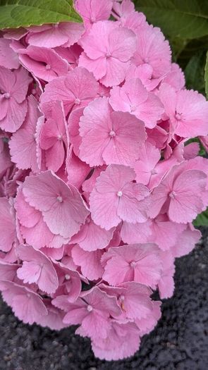 Hydrangea