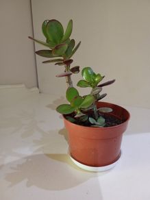 Money Tree Plant