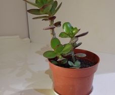 Money Tree Plant