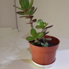 Money Tree Plant