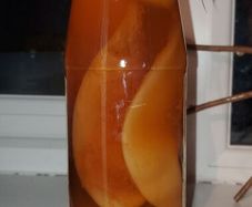 Kombucha SCOBY