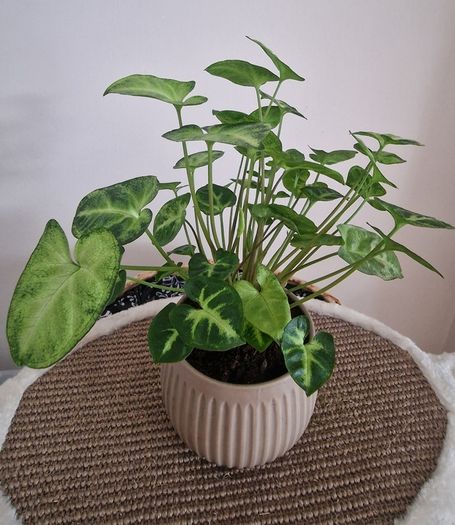 home plant