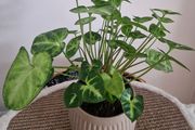 home plant