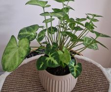 home plant