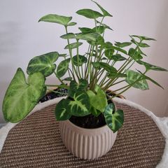 home plant