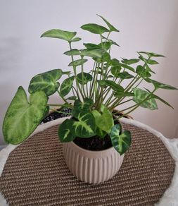 home plant