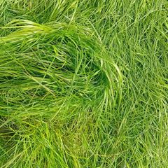 Silage grass