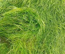 Silage