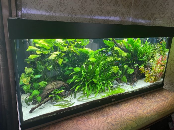 Juwel fish tank aquarium 240L fully equipped