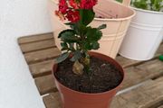 Flaming katy plant