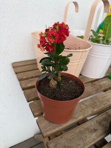 Flaming katy plant