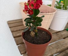 Flaming katy plant