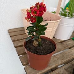 Flaming katy plant