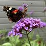 Plants - Purpletop Vervain Image 3