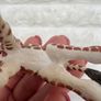 Schleich Baby Giraffe Calf Foal Wildlife Animal Used Please see photos Image 7
