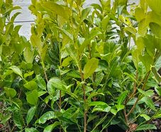 3ft Laurel Hedging, Potted