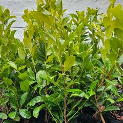 3ft Laurel Hedging, Potted