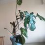 plant Image 3