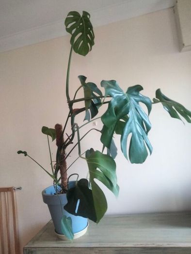 plant
