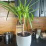 indoor plant Image 2