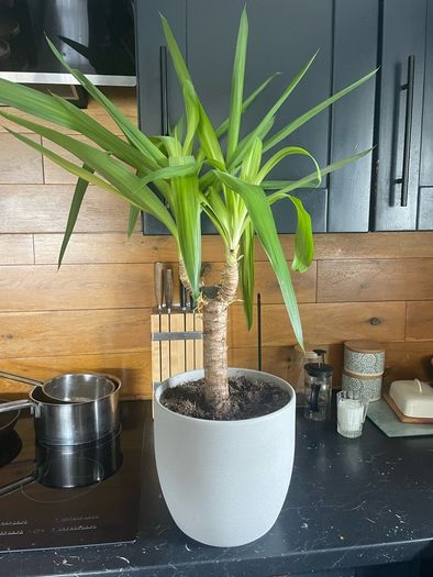 indoor plant