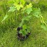 Potted young Sycamore trees Image 8