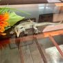 Peerage Brass Lizard Post War 1950s 25 cm Image 8