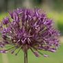 Allium Purple Rain bulbs x 3 Image 2