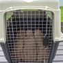 XL large dog travel box Image 2