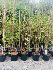 Trees Birch Jacquemontii