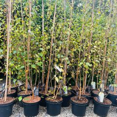 Trees Birch Jacquemontii