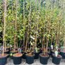Birch trees jacquemontii Image 2