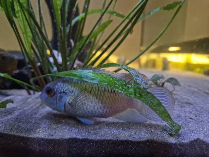 electric blue fish