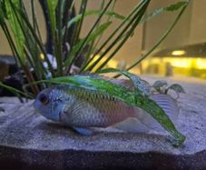 electric blue fish
