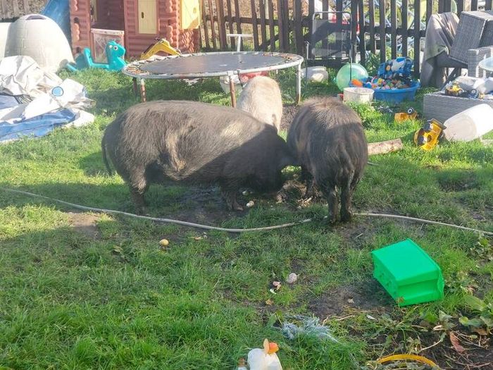 Three pigs, one kune kune boar and two sows