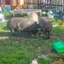 Three pigs, one kune kune boar and two sows Image 6