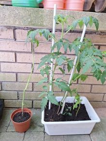 Tomato plants
