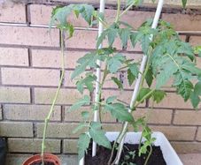 Tomato plants
