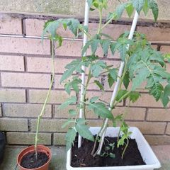 Tomato plants