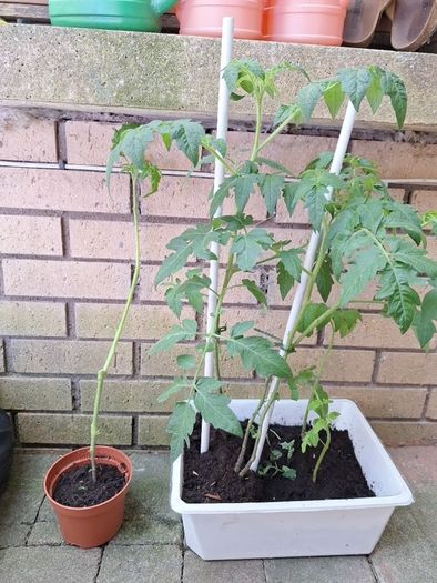 Tomato plants