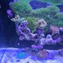 red sea reefer g2 250 Image 3