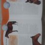 The Handbook of Horse Breeds Image 5